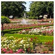 Piedmont neighborhood featuring Portland rosegardens
